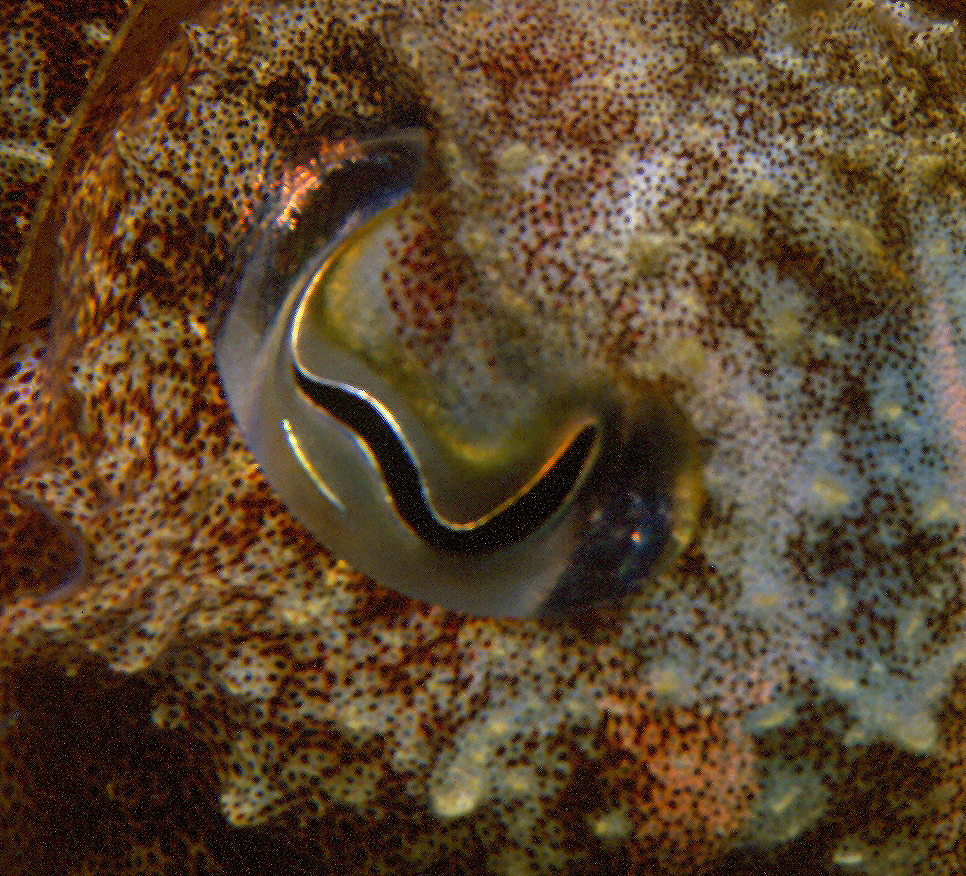 Oeil de seiche - 15x15 cm – Image 7