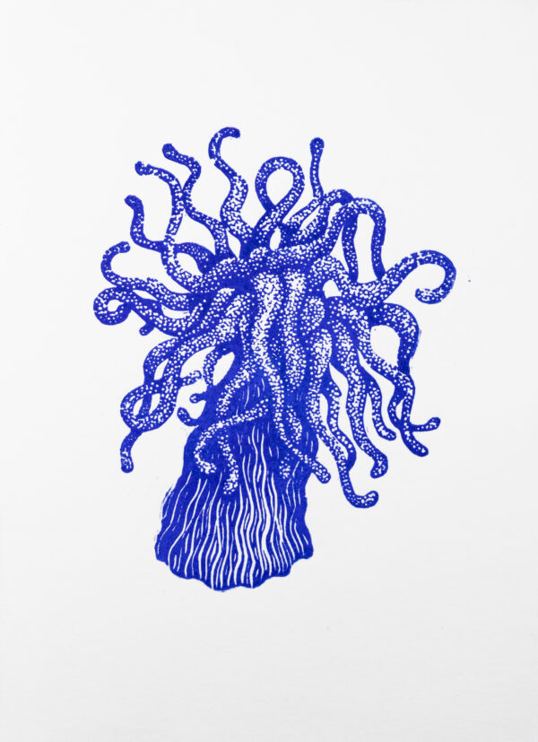 anemone bleu