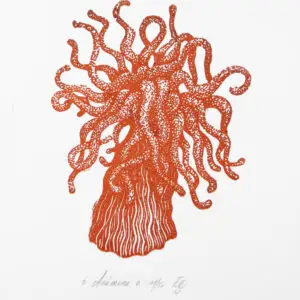 anemone orange
