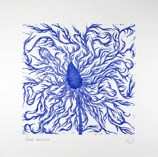 chardon bleu