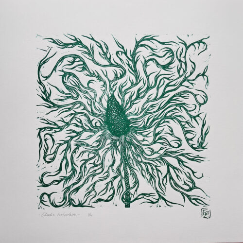 Chardon tentaculaire - 30x30 cm – Image 3