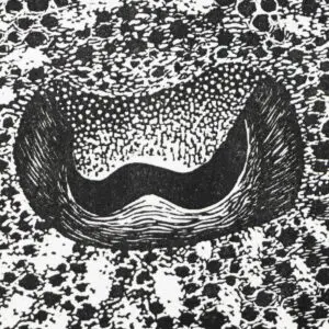 oeil seiche noir crop