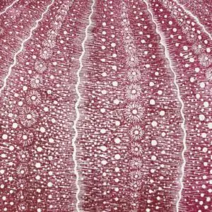 oursin rouge crop